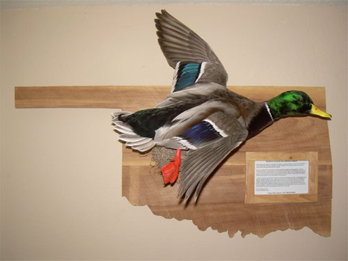 Oklahoma mallard duck mount