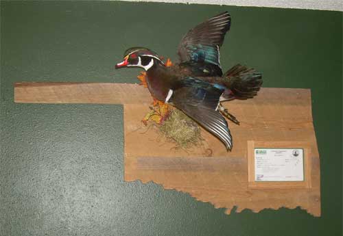 wood duck mounts. Oklahoma duck mount