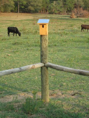 Bluebird Nestbox